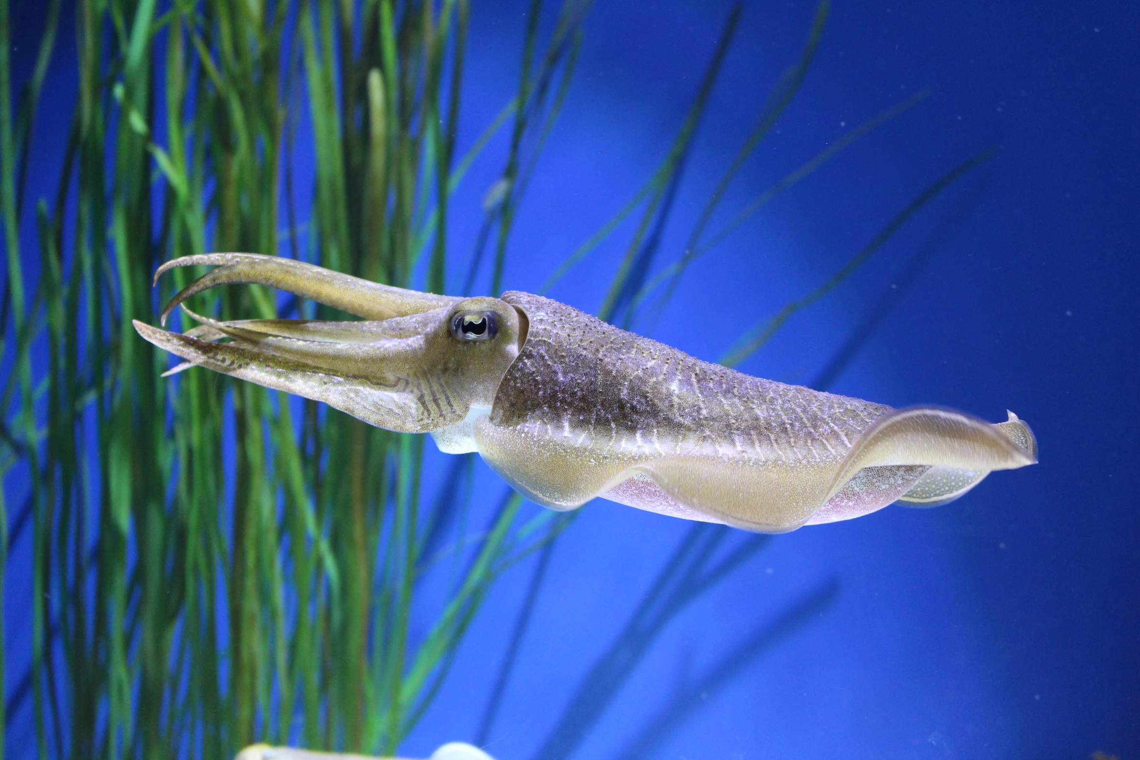 an octo sitting under water in a tank