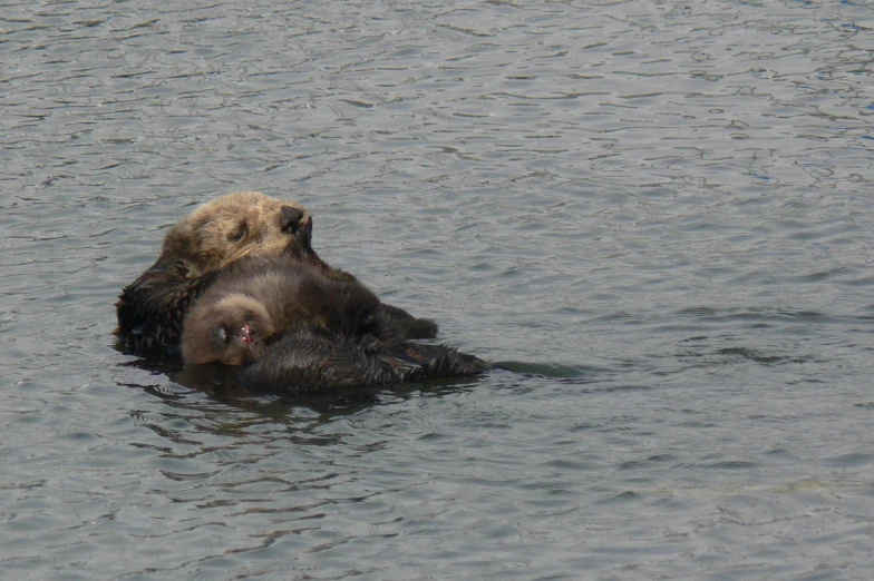 a brown bear swimming on the water with its head above the water