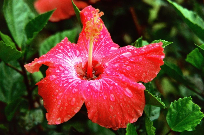 red flower with water drops on its petals