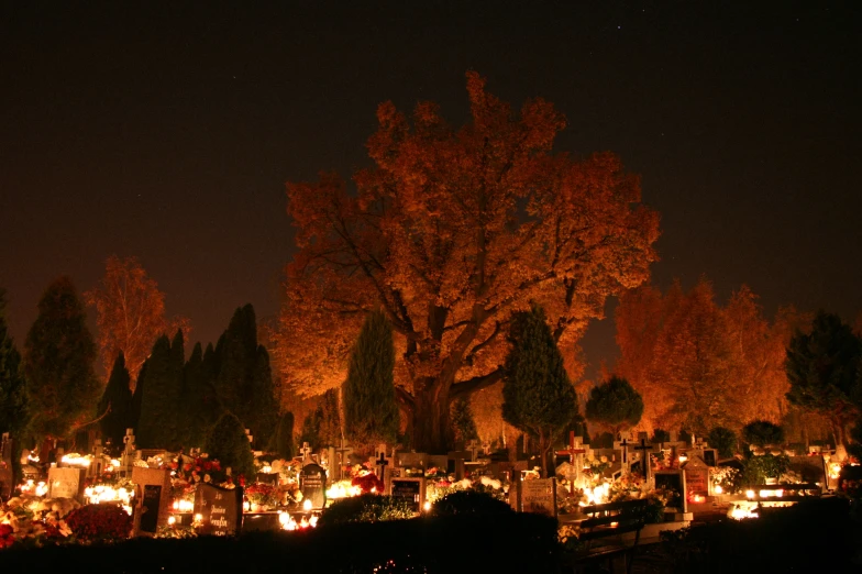 a graveyard at night has lit up trees