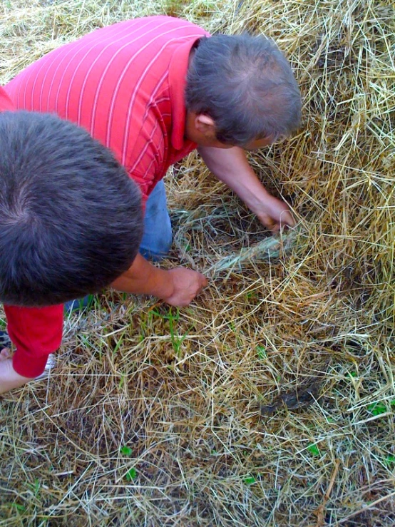 two boys digging in some hay, one of the boys has a red shirt on
