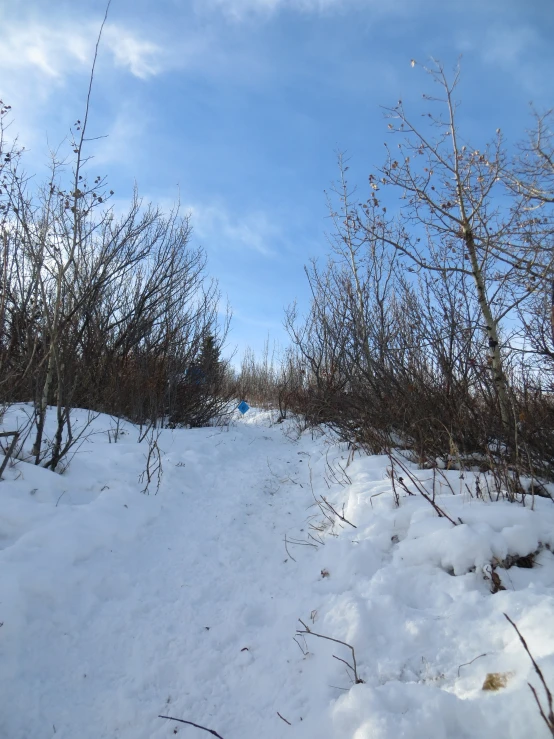 some trees with no leaves and snow in the ground