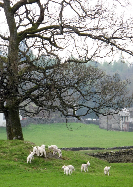 a herd of sheep grazing on a lush green field