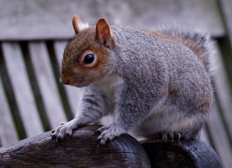 the squirrel is sitting on the wooden slat