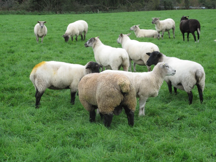 a group of sheep are in a large field
