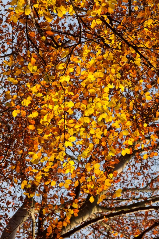 autumn colored leaves cover the treetops and nches