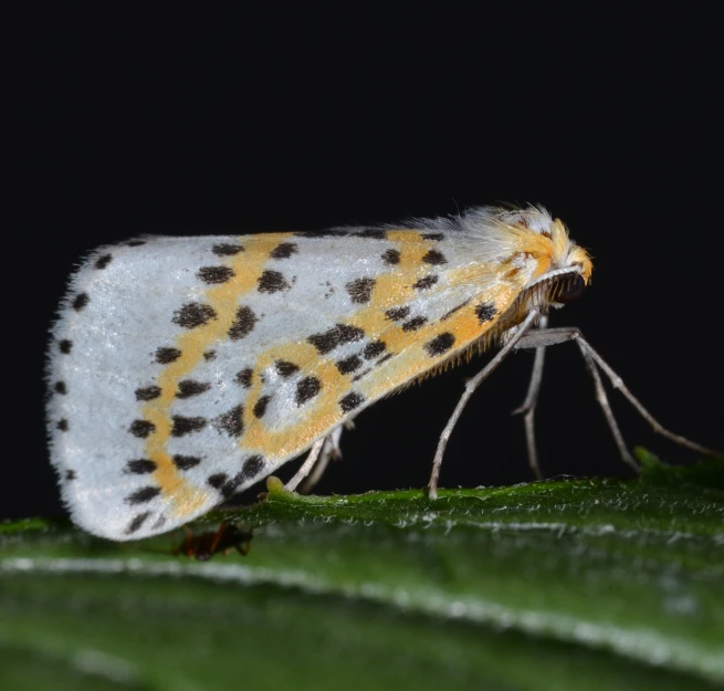 a small insect with black and yellow markings