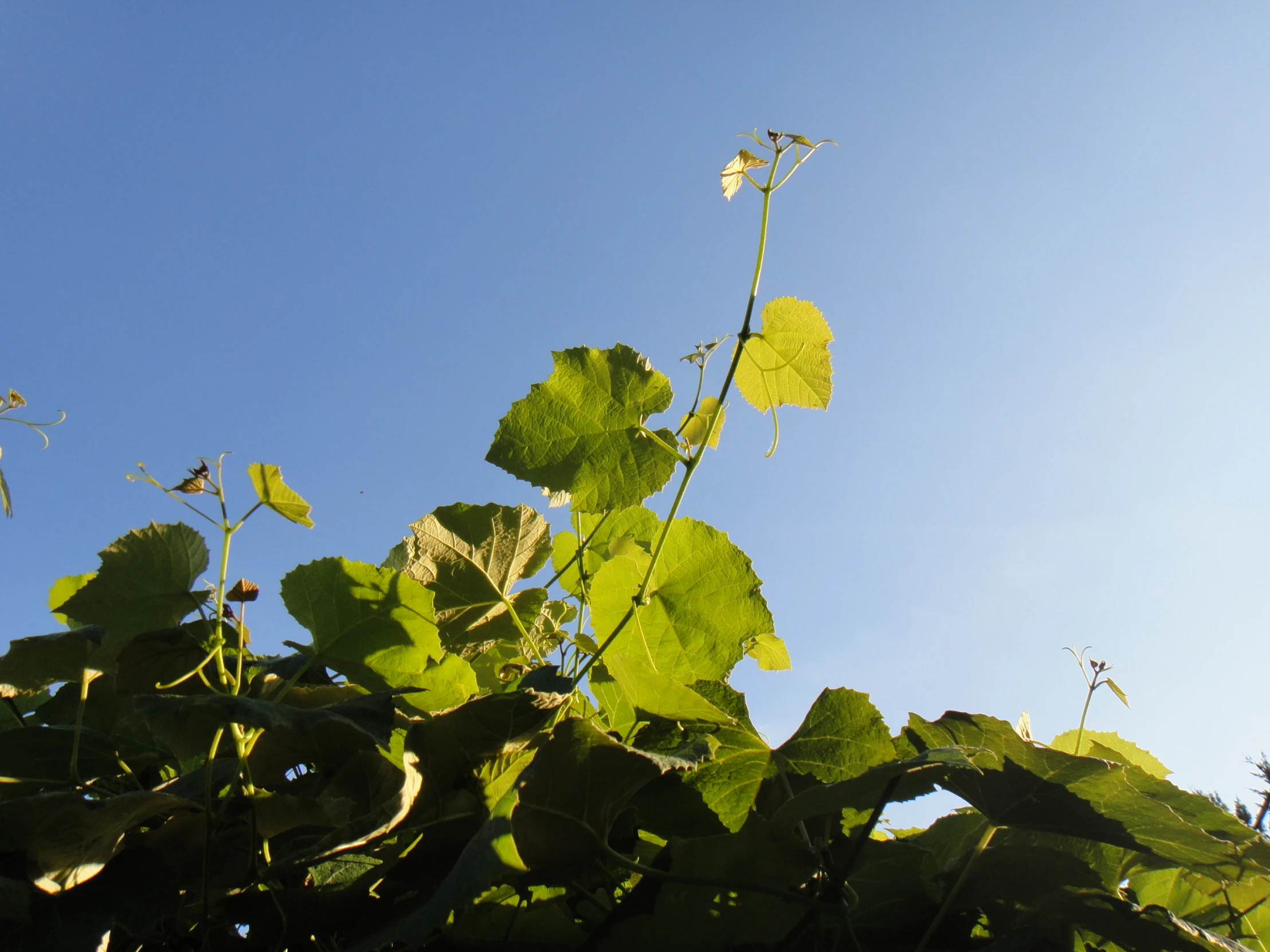 green leaves are pictured in the sky over a hill