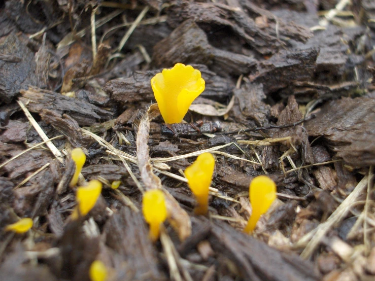 several small yellow flowers sticking out of the brown ground