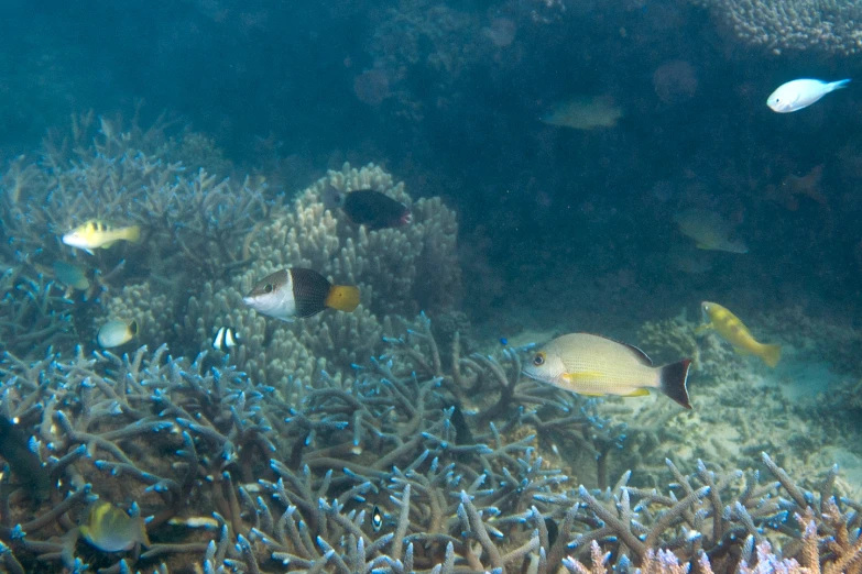 the underwater scene shows various fish on the coral