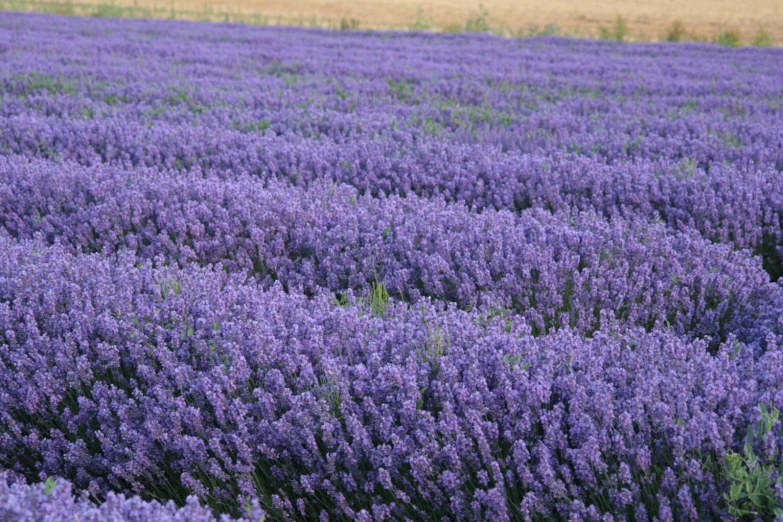 a field of lavenders with some very large flowers