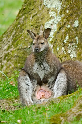 a baby kangaroo is sitting in front of the tree