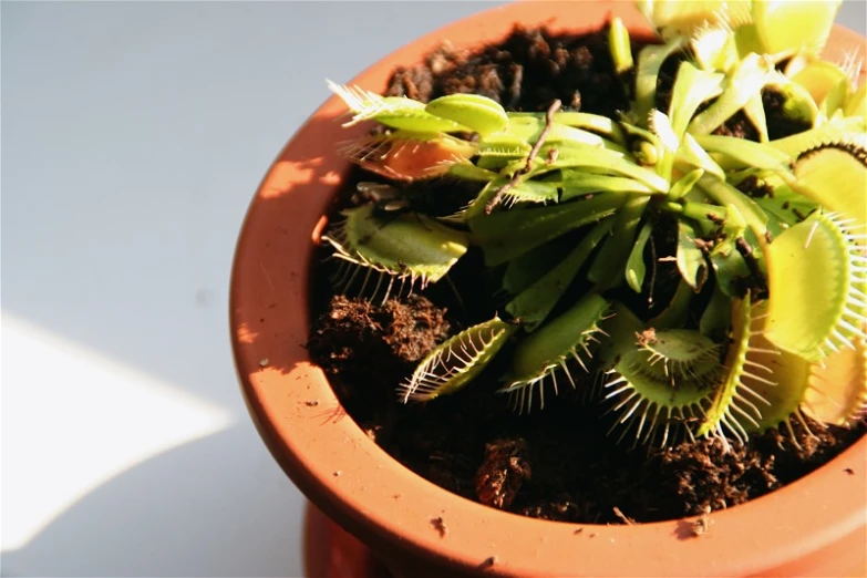 a plant in a brown pot on top of a white table