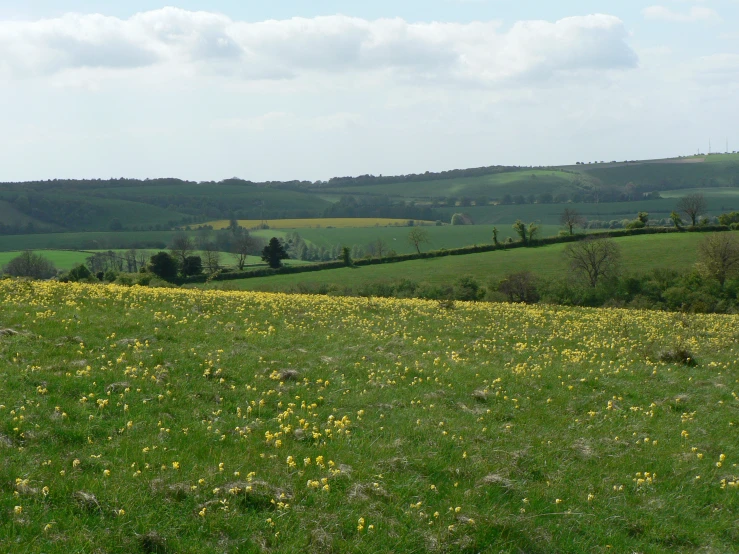 green hills and flowers under a blue sky