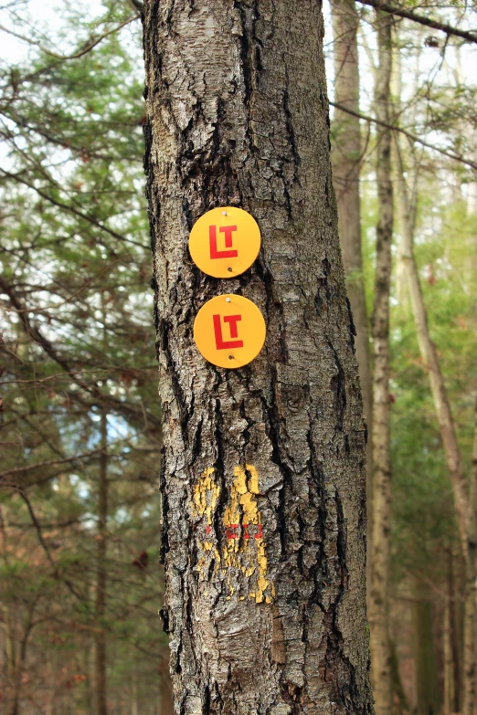 a small circle in the woods that says l is for l