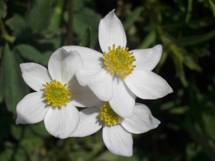 closeup po of flowers with green leaves in the background