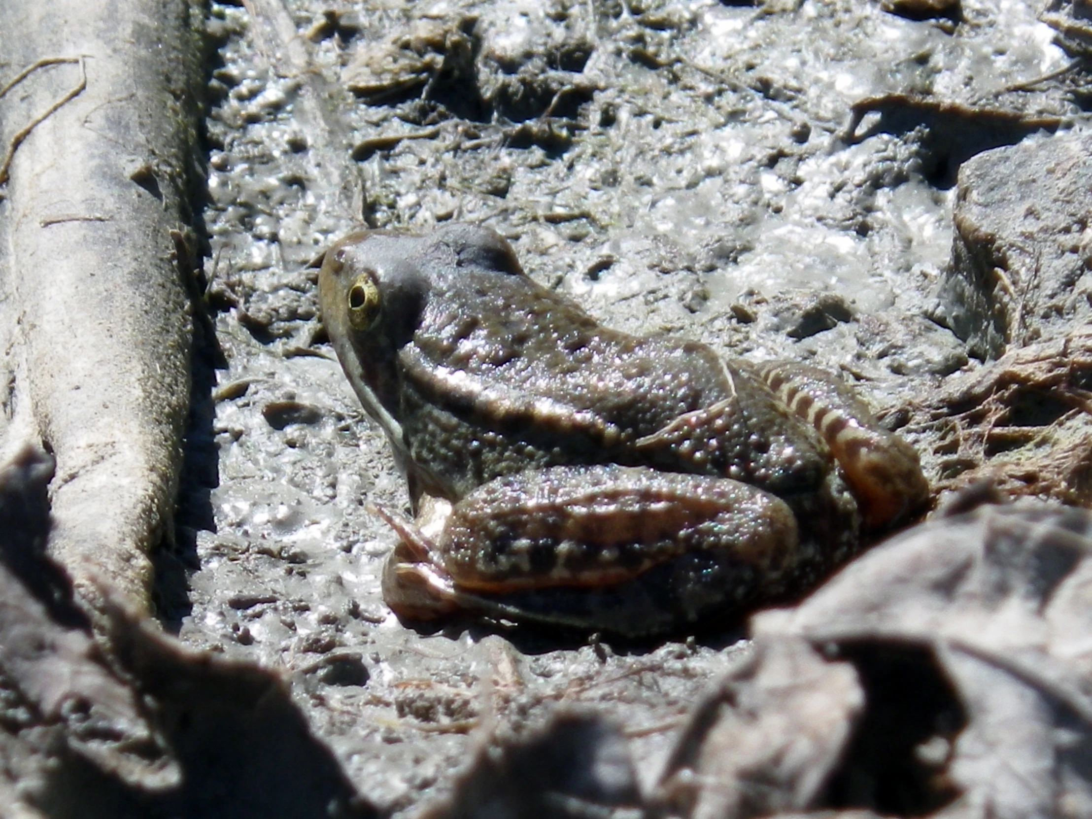 an alligator is laying on the ground by some wood