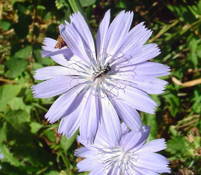 a small fly flies on top of purple flowers