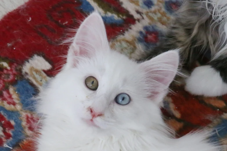 the cat has blue eyes and is looking forward