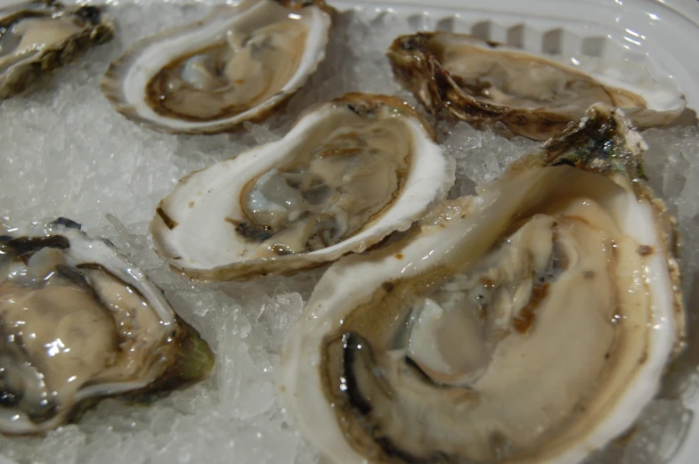 several oysters with an intense brown color are on ice