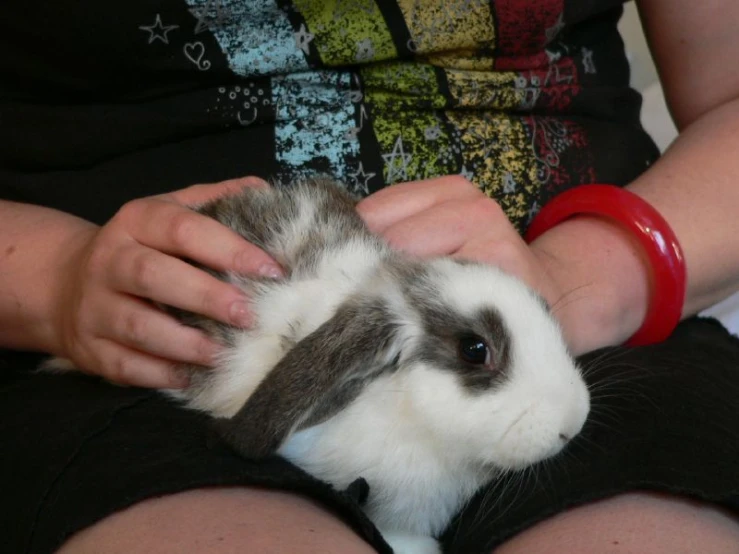 someone holds the chin of a small rabbit