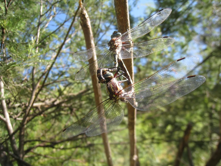 three dragonflies in a forest resting on a nch