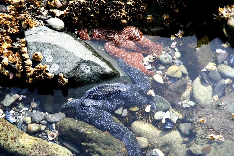 rocks and water with pebbles and corals on the rocks