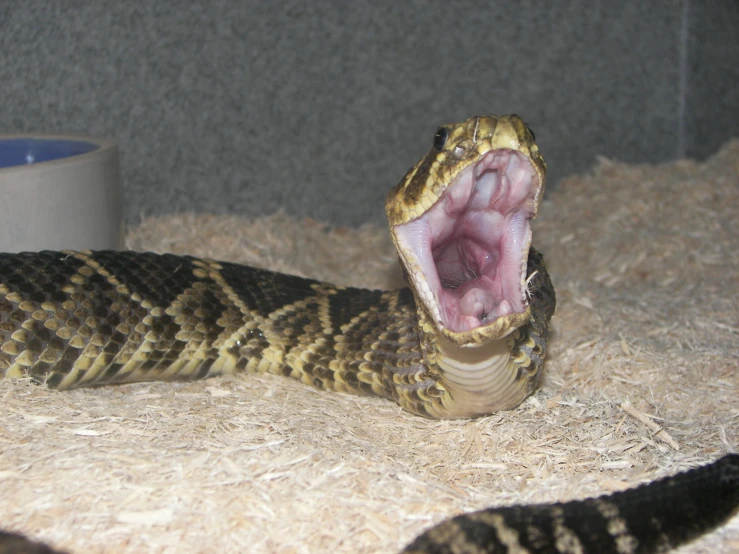 a large brown snake has it's mouth wide open