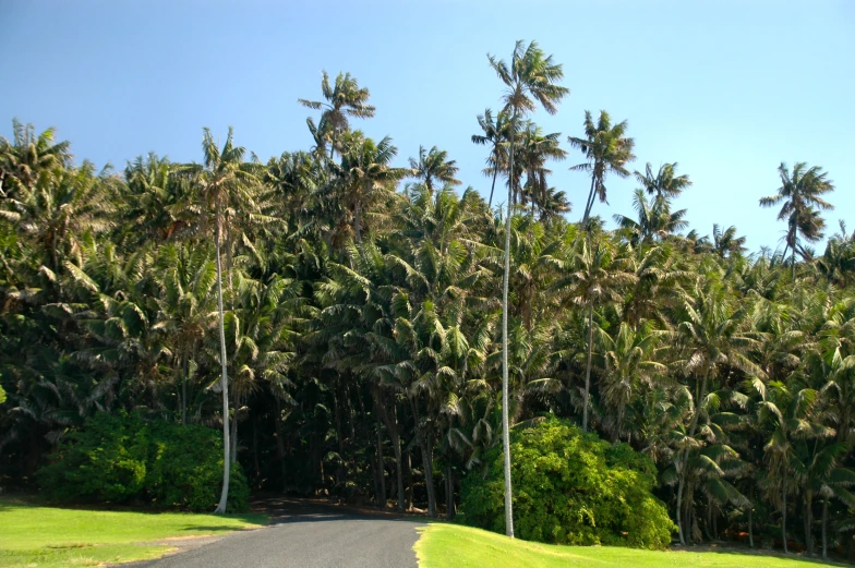 a small road surrounded by tall green palm trees