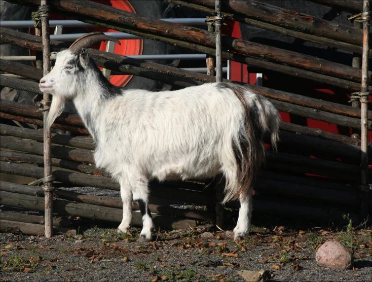 there is a goat standing outside by the fence