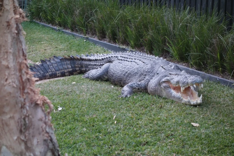 a big alligator laying in the grass by some bushes