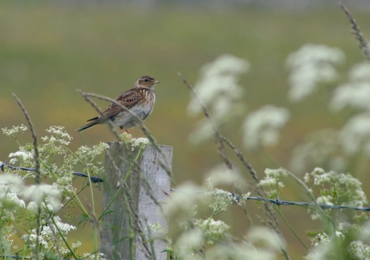 a small bird is perched on a post near flowers