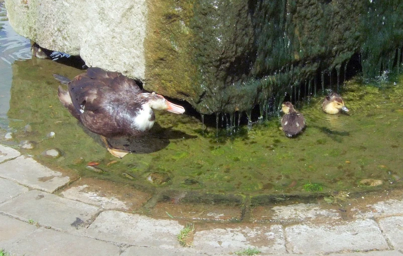 a couple of birds that are standing in the water