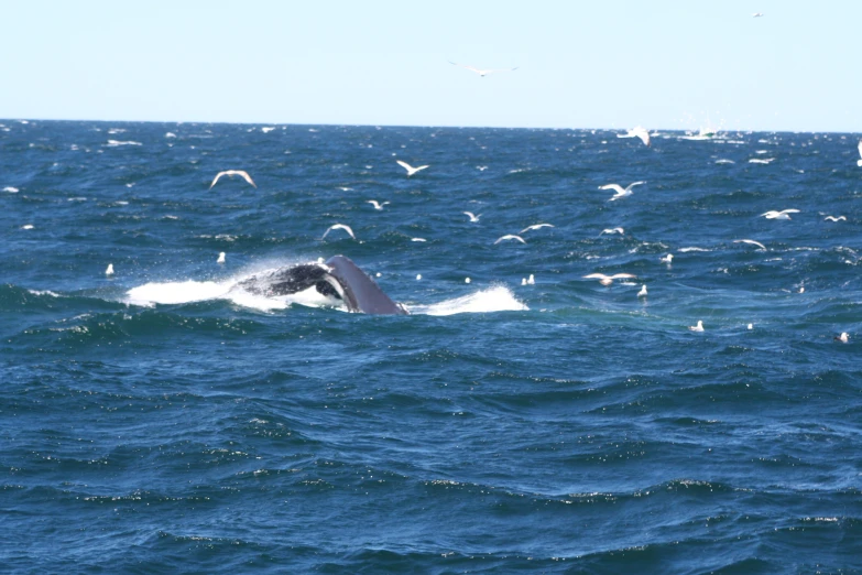 a large whale pokes his head out of the water