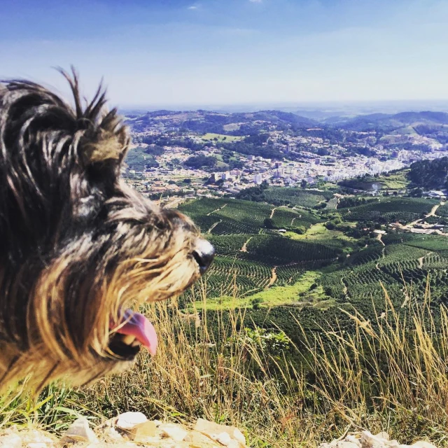 a close up of a dog on a hill with a city in the background