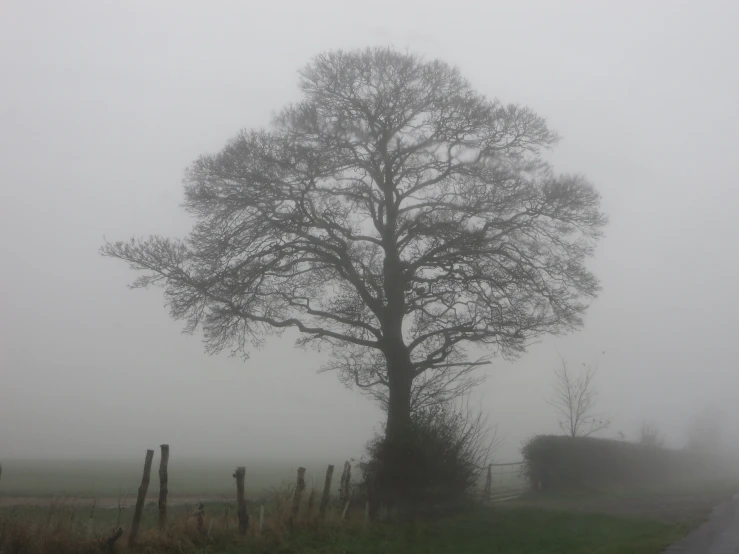 foggy sky and an oak tree on a farm