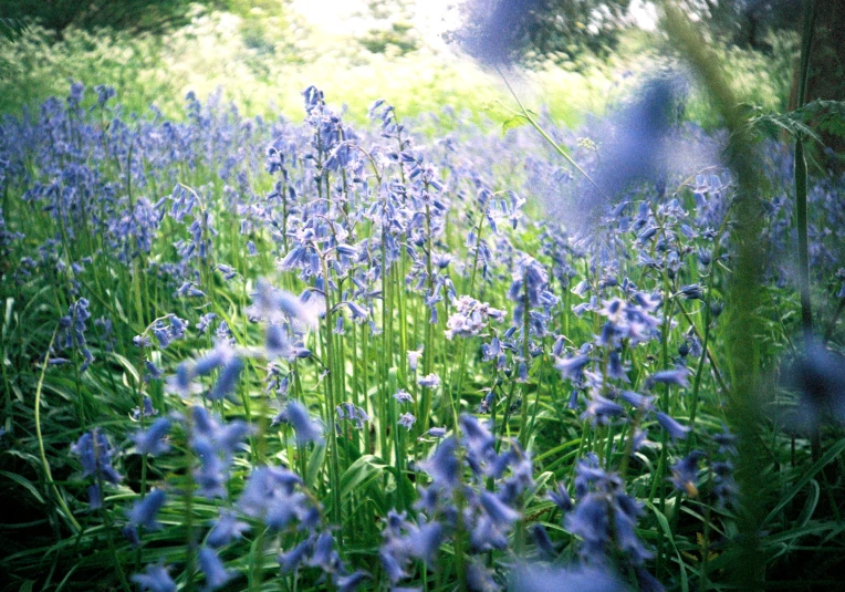 tall, thin blue flowers cover grass in the evening