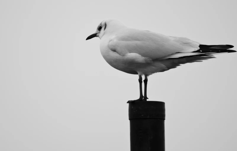 a bird standing on a black and white pole