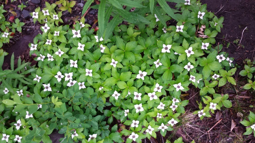 an image of some flowers on the ground