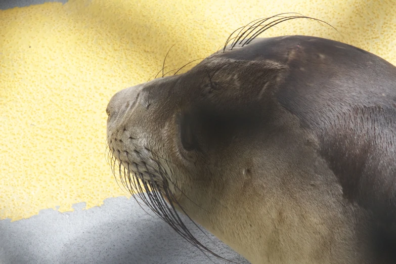 the seal is laying on the blanket staring at soing