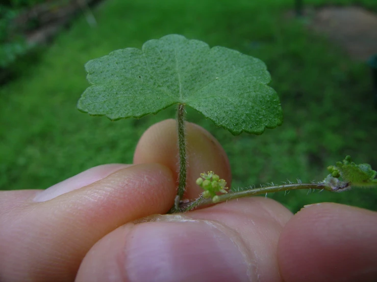 a hand holding a green leaf on top of a grass field