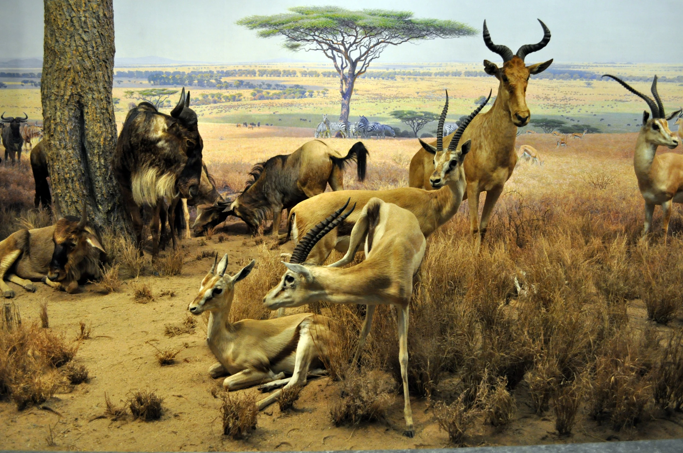 taxidermy display in a museum with gazelles and antelope