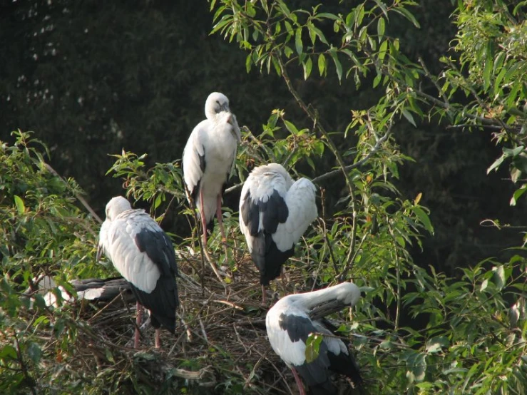 a bunch of birds sitting on top of a nest