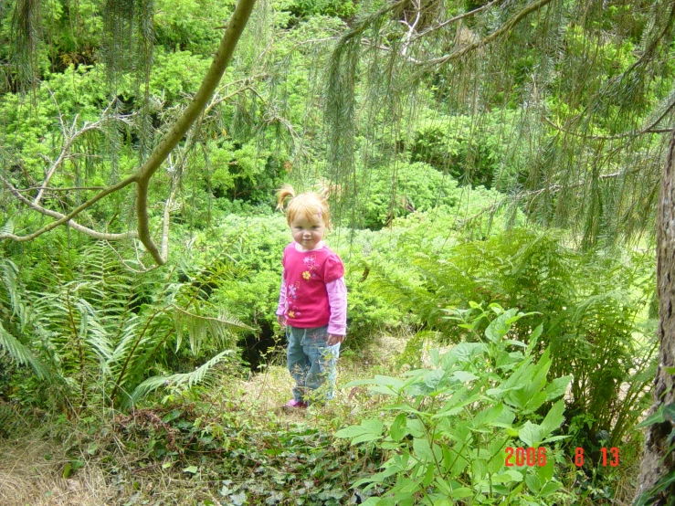 young child in pink shirt standing among the ferns