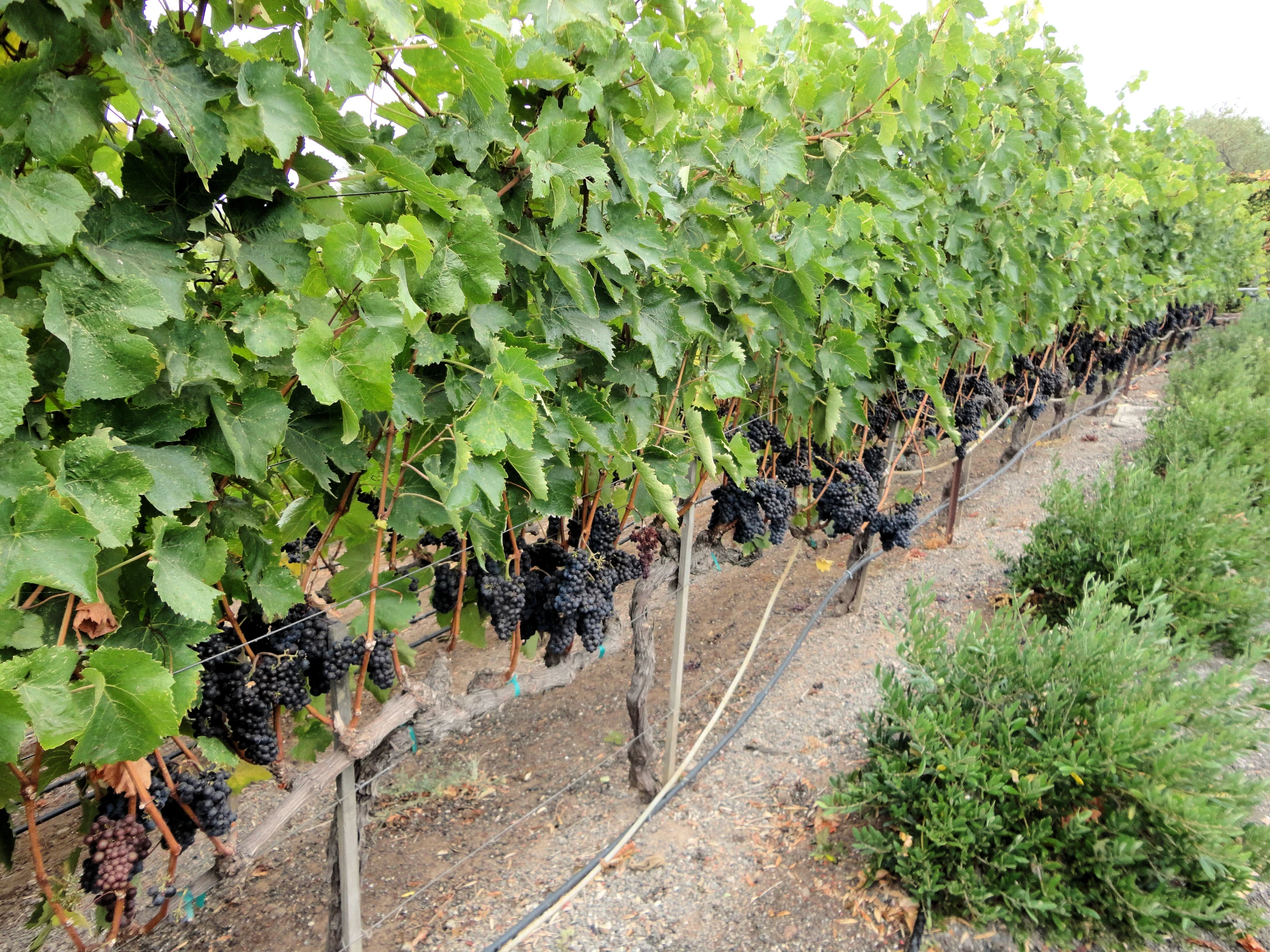 a vine growing along the edge of the road