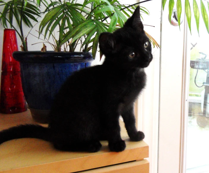 a black kitten sitting on a shelf next to a potted plant