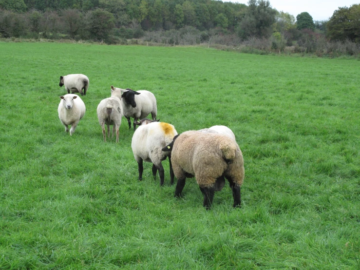 a group of sheep that are standing in the grass