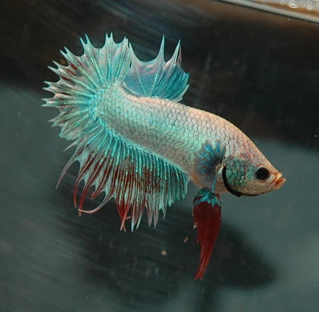 a blue and green bettlet swimming next to water