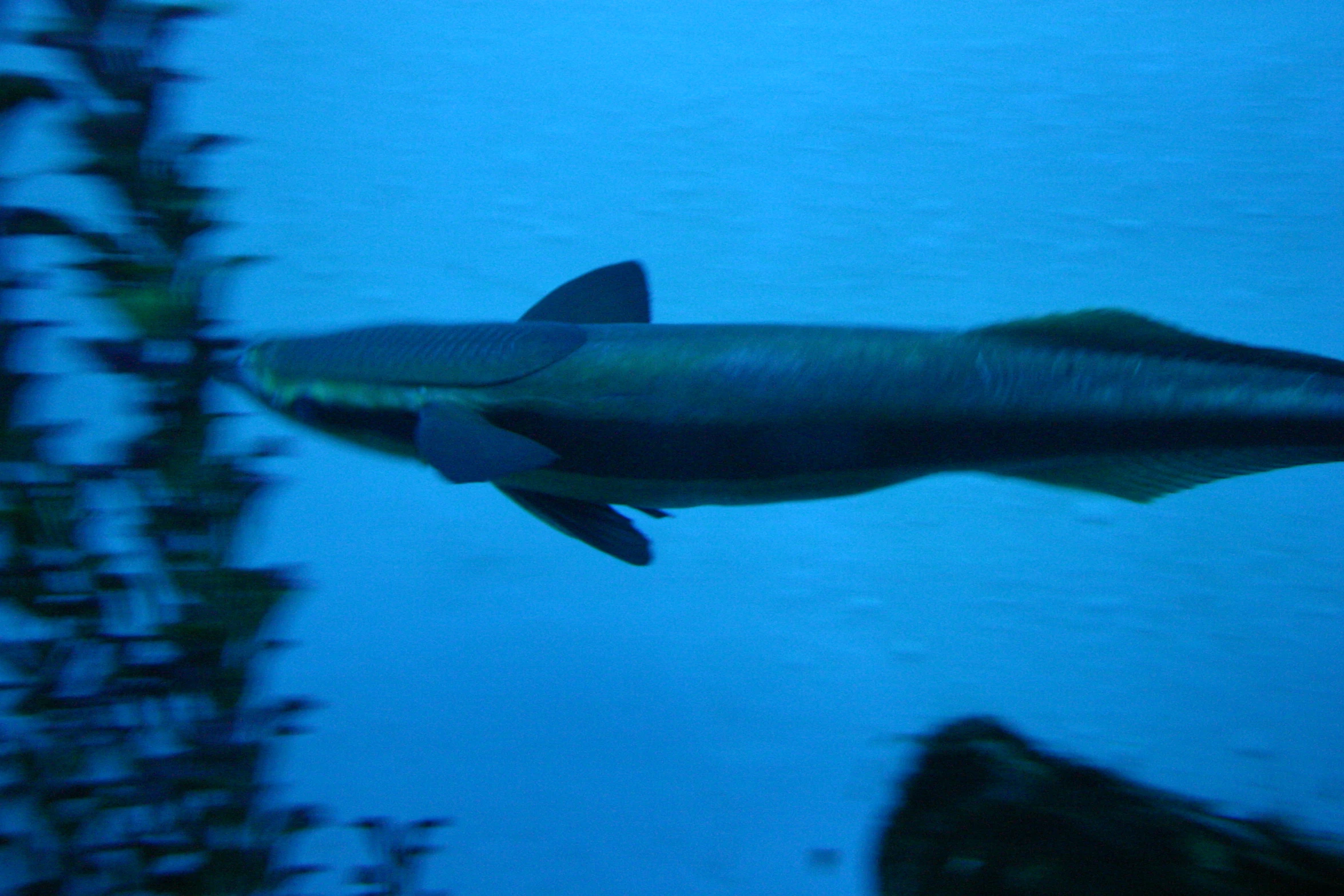 an aquarium containing several blue fish in the water