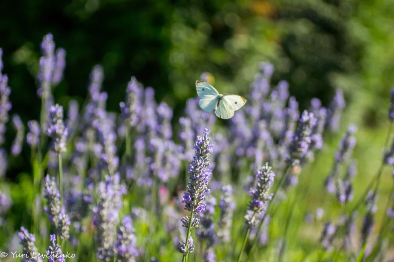 a small green erfly flying over some lavender